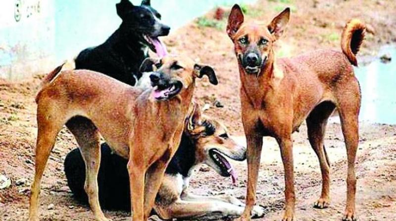Many people said that stray dogs have become a big menace and it was dangerous to walk on the streets, and the administration was doing nothing about it. (Representational Image)