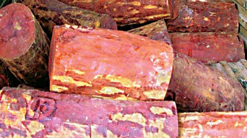 Red Sanders is widely used in Japan, China and Koreas to prepare medicines, beauty products and other items.