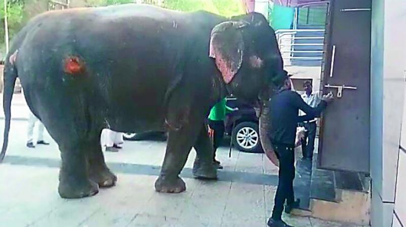 The elephants with wounds was noticed by the activists of People for Animal in Indore who filed the petition in the court demanding that it be released in the wild.