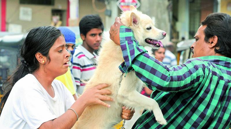 Owners bring their pets for vaccination on the World Zoonosis Day. (Photo: DC)