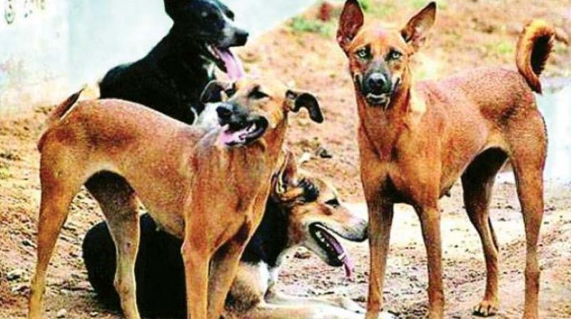 In her complaint Tarini stated,  It all started with feeding strays in my area. Last evening when I was feeding them two men, along with others, assembled there and began harassing me.  (Representational image)