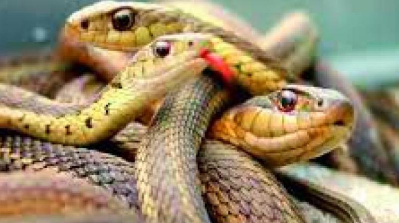 Bengaluru: 2 red sand boa snakes, Nagamani seized
