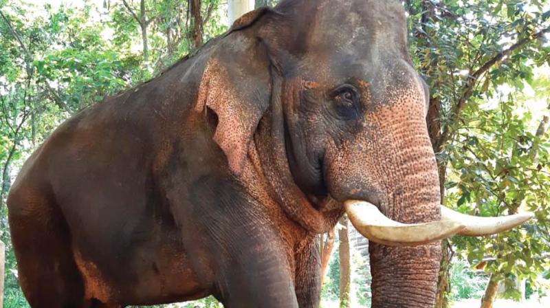 Sri Lanka: 70-year-old elephant whose photos sparked outrage dies