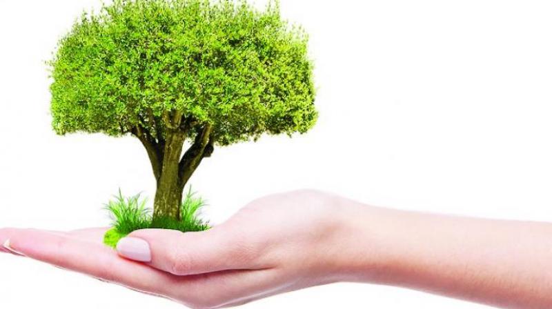 The Corporation will provide the saplings for planting in association with Social Forestry Department. (Representational image)