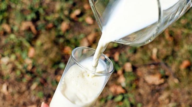 Daily intake of milk may reduce risk of frailty and sarcopenia in elderly