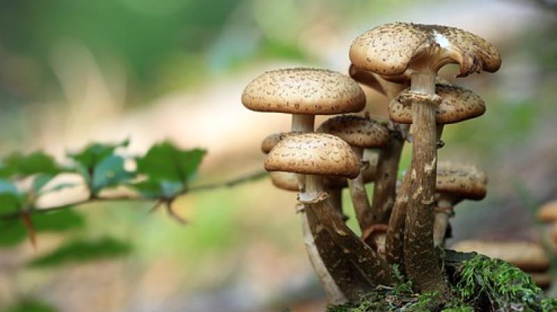 Lower risk of prostate cancer with mushrooms