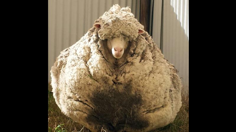 Famed Guinness World Records sheep, Chris passes away