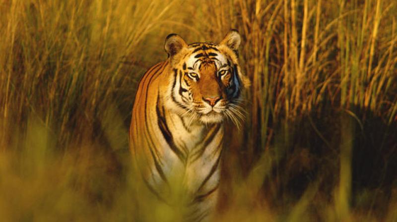 Bengal tigers could vanish from the Sundarbans, one of their final  strongholds