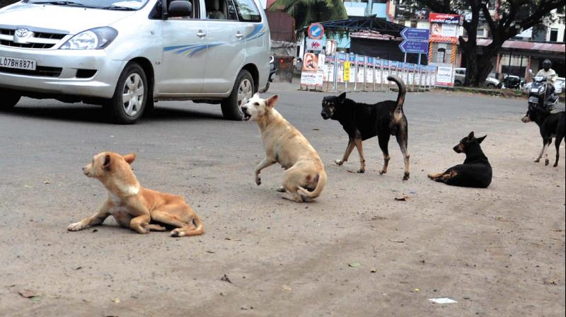 Stray dogs snarl at passersby in Kochi. (Photo: Sunoj Ninan Mathew)