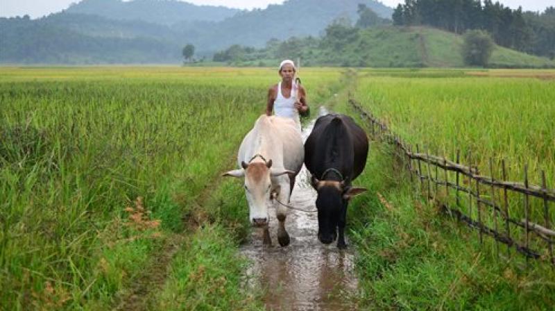 A farmer with his cattle walks through a paddy field. (Photo: PTI)