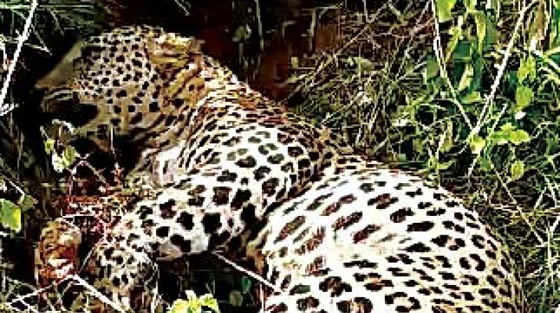 Male leopard grievously hurt in road accident