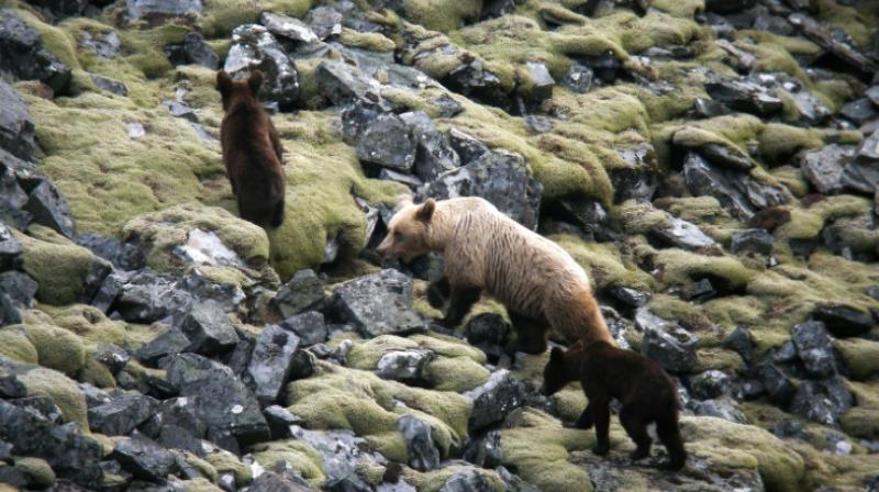 Conversation efforts pay off as bears thrive