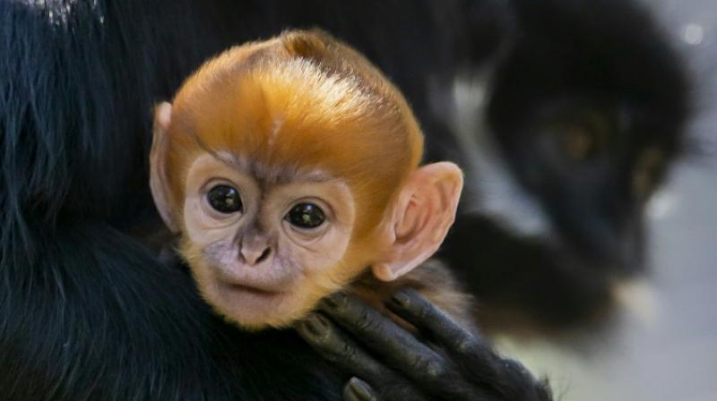 The babys bright orange hair lasts just a few weeks before it begins to darken to the colour of its mother Noels fur. (Photo: AFP)