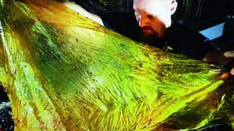 40 kg plastic found in dead whale