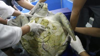 A checkup on Saturday revealed problems with the turtle's intestines and doctors performed a second operation. (Photo: AP)