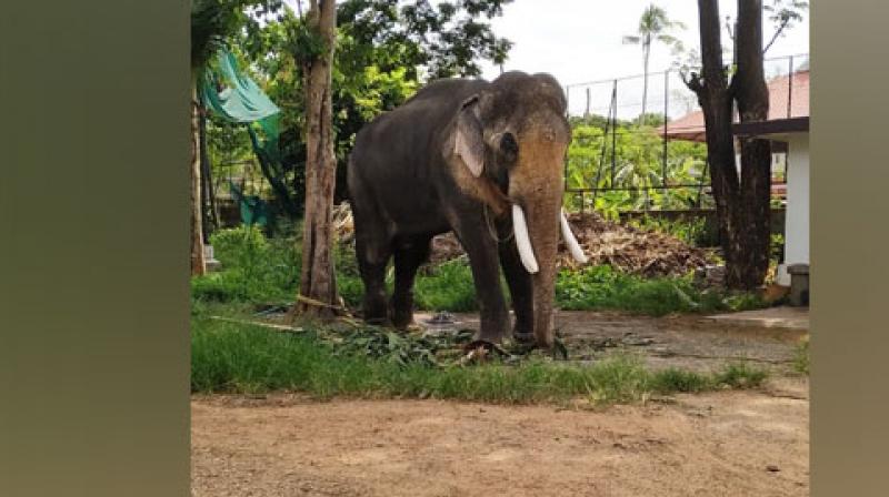 Elephant Ramachandran fir for Thrissur Pooram Festival