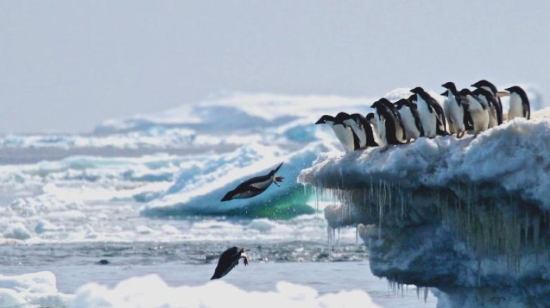 Power poop: Penguin excrement makes Antarctica thrive