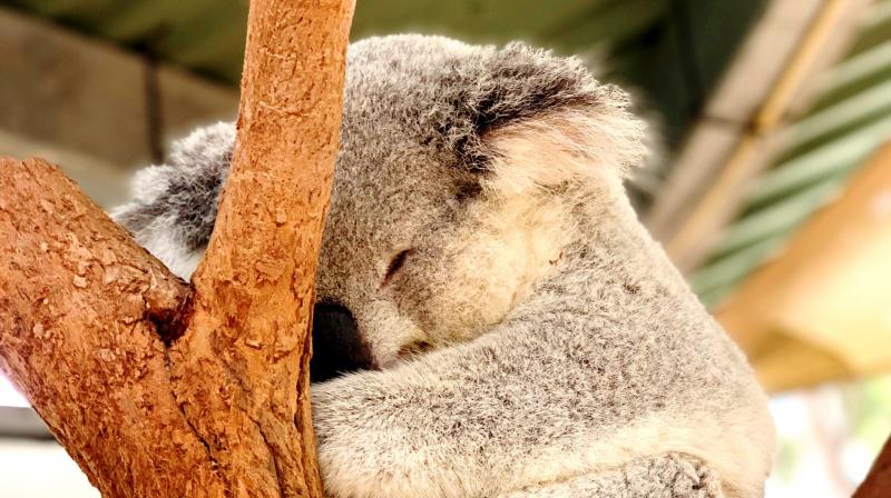 Koalas on the verge of extinction