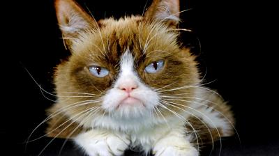 According to her owners 'Grumpy Cat' helped millions of people smile all around the world, even when times were tough. (Photo: AP)