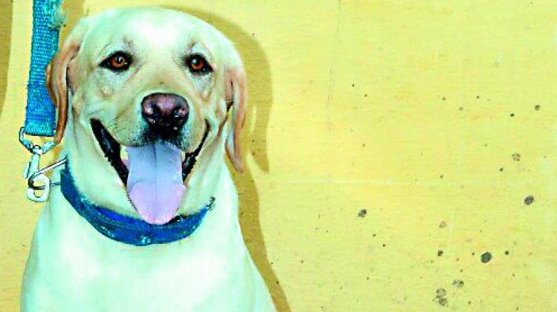 Kurnool: Dog who played major role dies