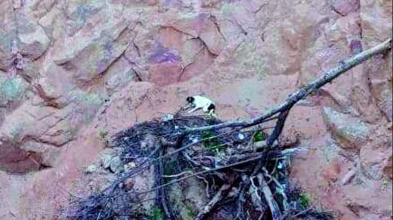 Hyderabad: Dog saved from 100-feet gorge
