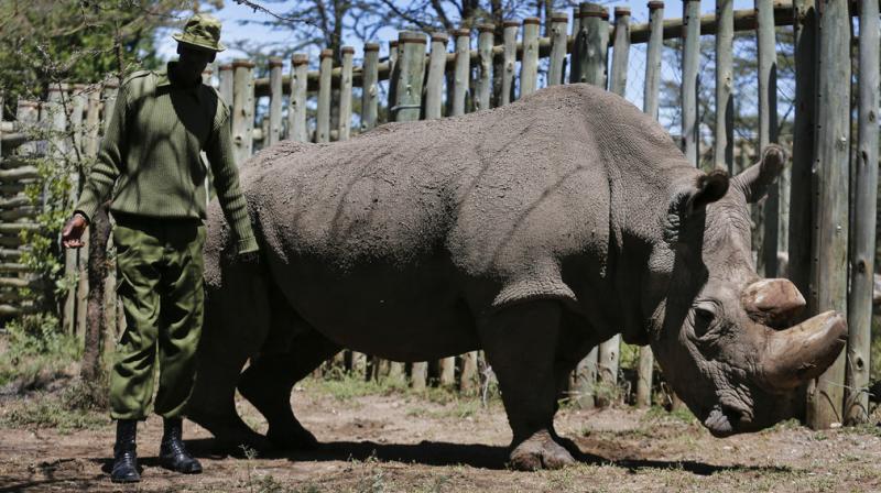 The rhino had been part of an ambitious effort to save the subspecies from extinction after decades of decimation by poachers, with the help of the two surviving females. (Photo: AP)