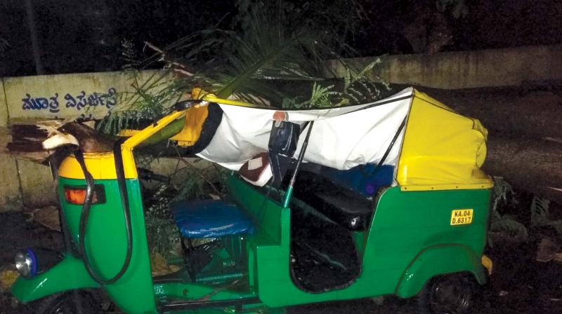 Bengaluru: Just pre-monsoon, trees uprooted all over city!