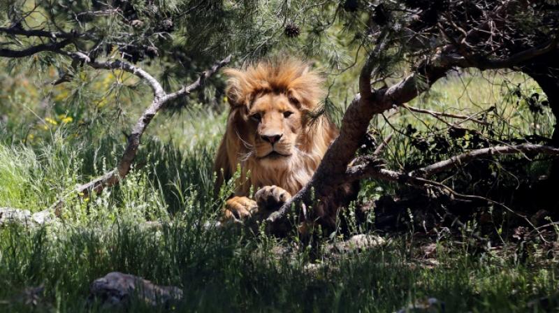 Jordanian wildlife sanctuary serves as safe haven for Syrian animals