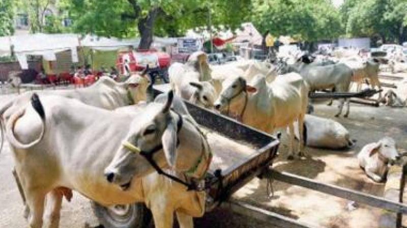 Strict action will be taken against anyone sacrificing these animals on Bakra Eid. (Representational Image)