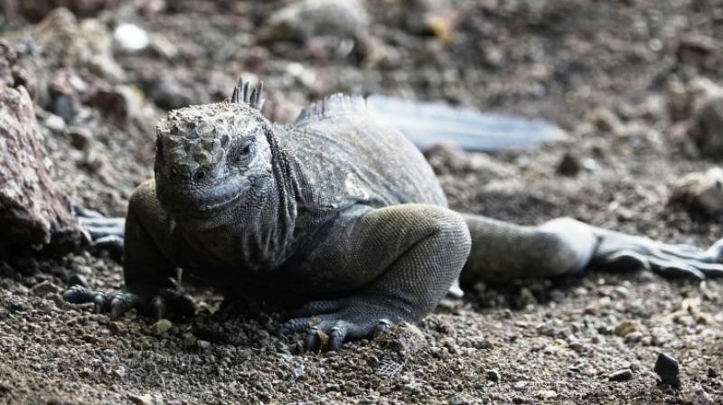 Galapagos fauna under threat