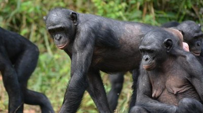 Bonobos are generally less aggressive than chimps. (Photo: Pixabay)