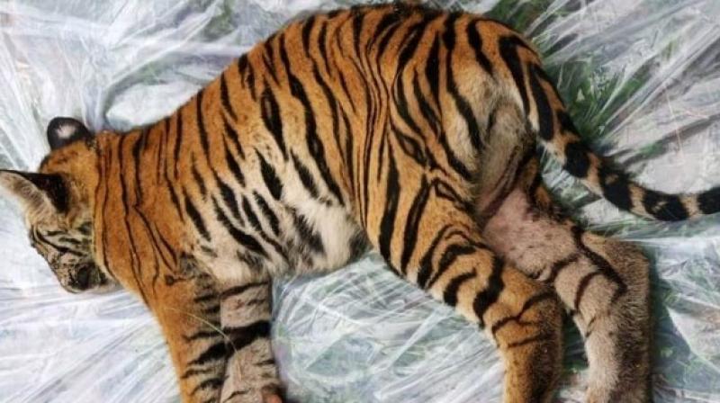 MP: 4-month-old tiger dies in Bandhavgarh National Park