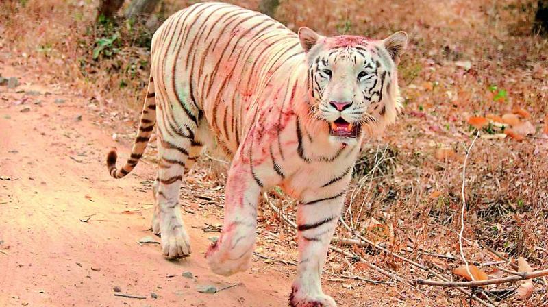 Visakhapatnam: Tiger poaching on the rise