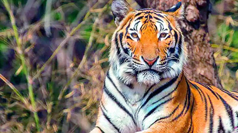 Tiger count up in India, but falls in undivided Andhra Pradesh