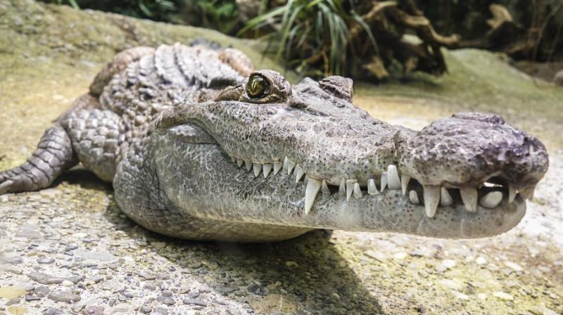 10-year-old boy eaten by crocodile after being snatched from boat in Philippines