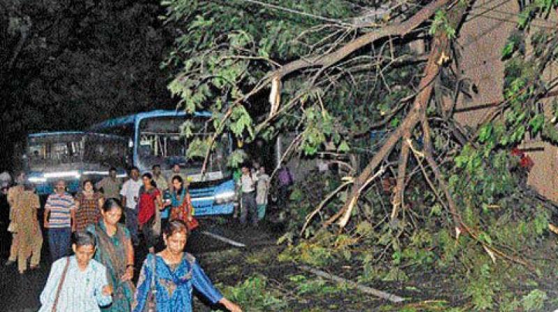 BBMP to Bescom: Why are pruned branches still on roads?