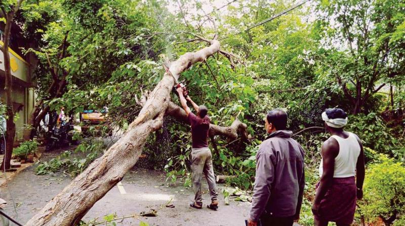 A fallen tree being cleared in the city after Tuesdays downpour