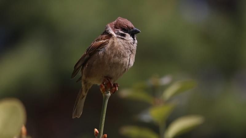 Environment will remain clean in the presence of the house sparrow, as it takes small insects and other materials in the ground, say experts.