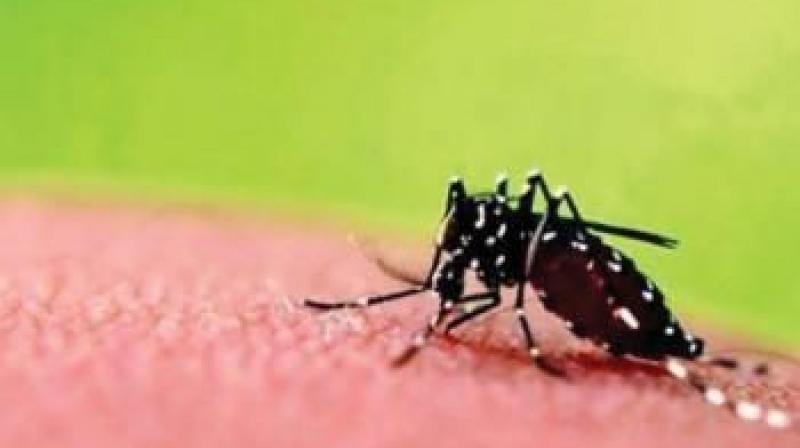 Dengue continues to plague Khammam