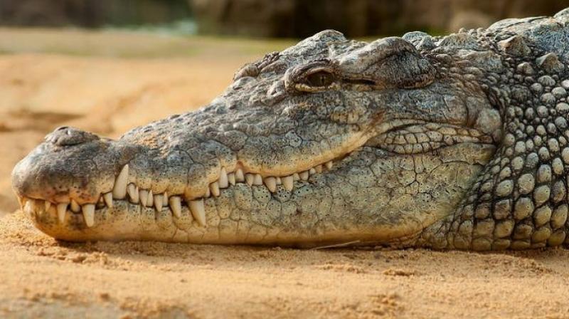 Crocodile nests up in Bhitarkanika National Park