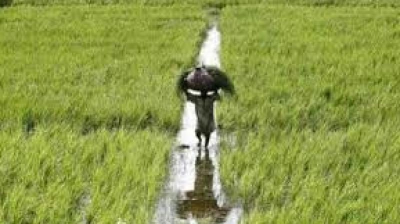 Monsoon deficit narrows; kharif sowing progressing well: Agri Min