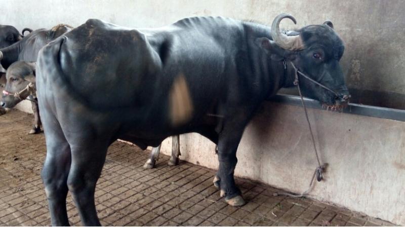 Volunteers of the Compassionate Society for Animals found that cattle in the farm were beaten mercilessly.