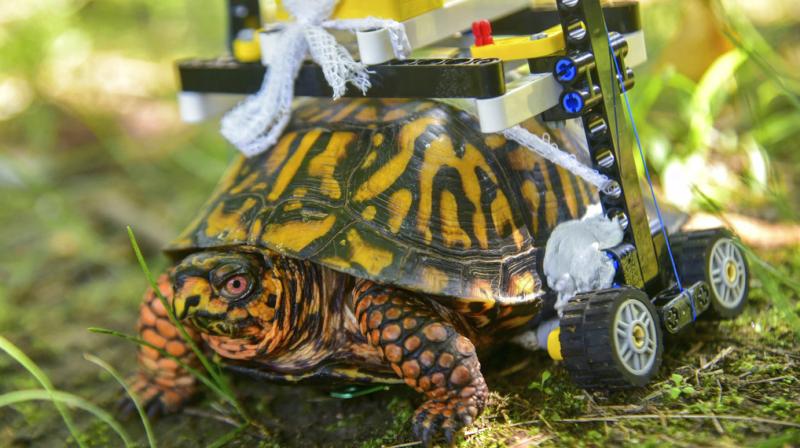 Fraess says no one makes turtle-sized wheelchairs, so he sent sketches to a friend whos a Lego enthusiast. (Photo: AP)