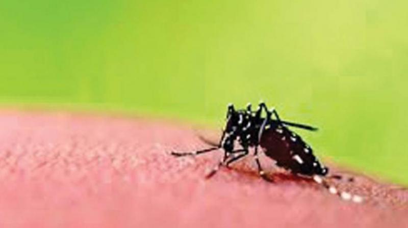 No respite in dengue cases in Hyderabad: Doctors