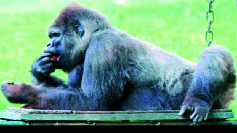 Hyderabad: VIP chimpanzee attacks gardener in Nehru Zoological Park
