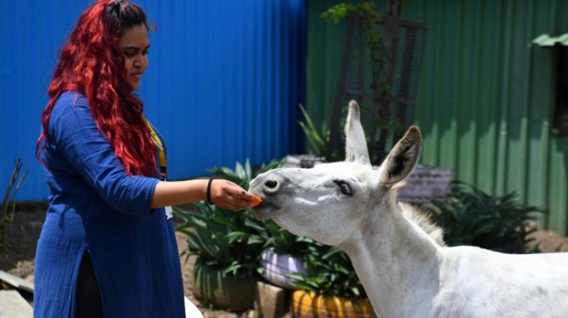 Singing donkey becomes internet sensation; see video