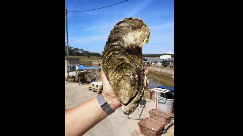 3 pound oyster caught in western France