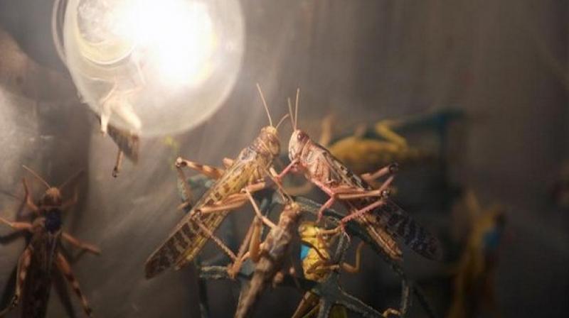 Authorities on alert after locust attack warning in Rajasthan