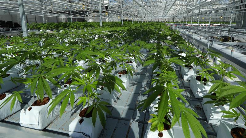 Marijuana plants are shown growing in a massive tomato greenhouse being renovated to grow pot in Delta, British Columbia, that is operated by Pure Sunfarms, a joint venture between tomato grower Village Farms International, and a licensed medical marijuana producer, Emerald Health Therapeutics. (Photo: AP)