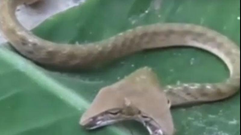 Two-headed snake, fitting palm of hand, spotted in Indonesia
